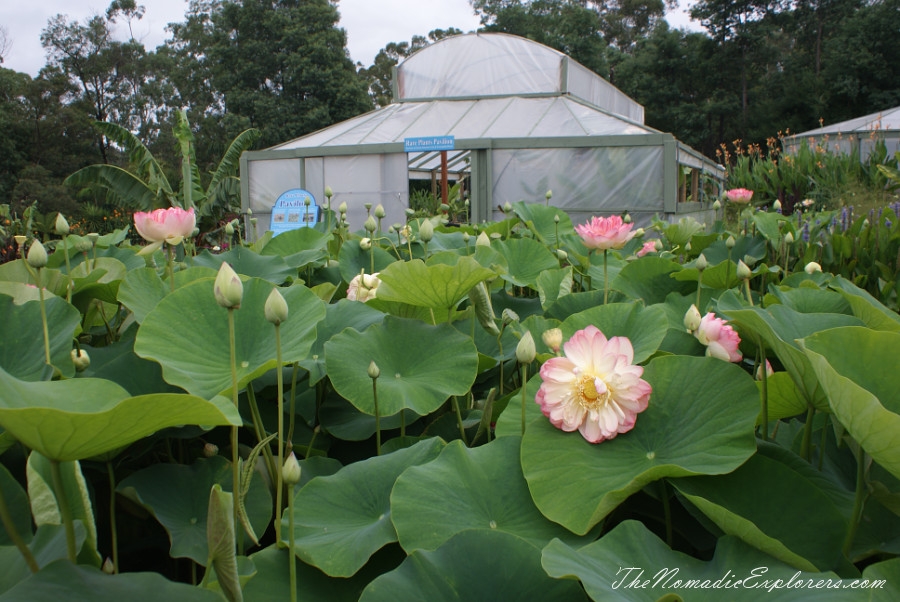 Australia, Victoria, Yarra Valley &amp; Dandenong Ranges, A walk in Blue Lotus Water Gardens, , 