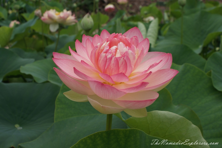 Australia, Victoria, Yarra Valley &amp; Dandenong Ranges, A walk in Blue Lotus Water Gardens, , 