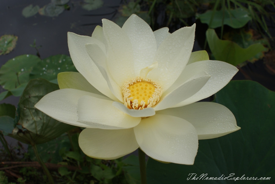 Australia, Victoria, Yarra Valley &amp; Dandenong Ranges, A walk in Blue Lotus Water Gardens, , 