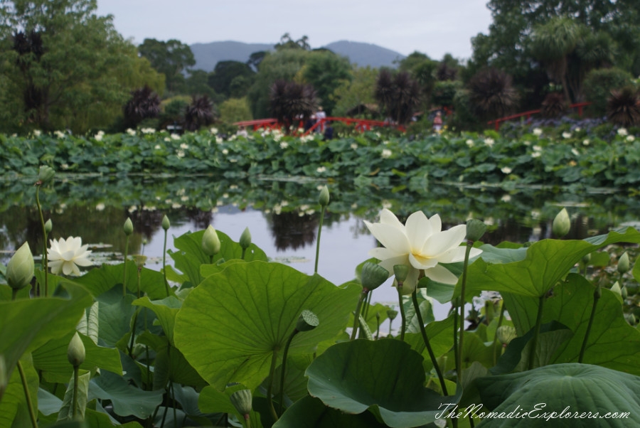 Australia, Victoria, Yarra Valley &amp; Dandenong Ranges, A walk in Blue Lotus Water Gardens, , 