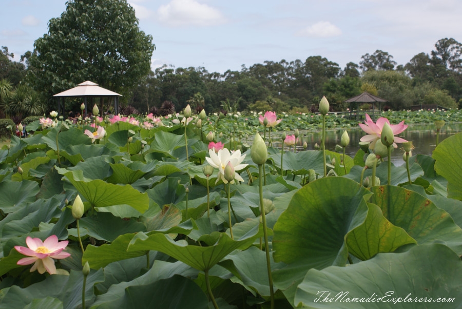 Australia, Victoria, Yarra Valley &amp; Dandenong Ranges, A walk in Blue Lotus Water Gardens, , 