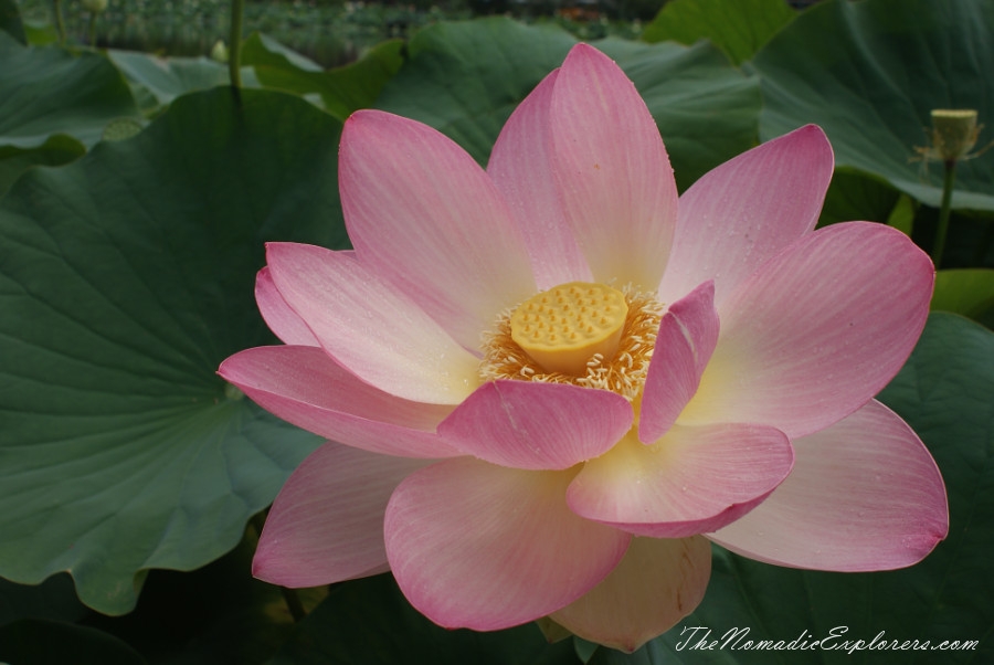 Australia, Victoria, Yarra Valley &amp; Dandenong Ranges, A walk in Blue Lotus Water Gardens, , 