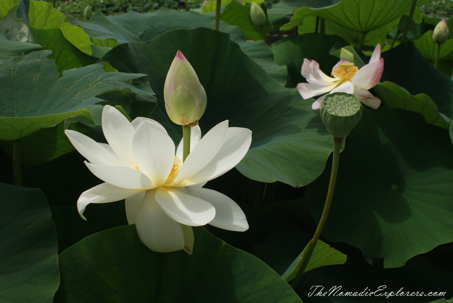 Australia, Victoria, Yarra Valley &amp; Dandenong Ranges, A walk in Blue Lotus Water Gardens, , 