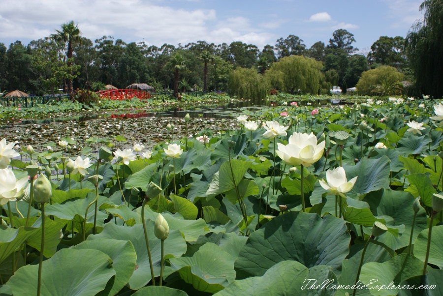 Australia, Victoria, Yarra Valley &amp; Dandenong Ranges, A walk in Blue Lotus Water Gardens, , 
