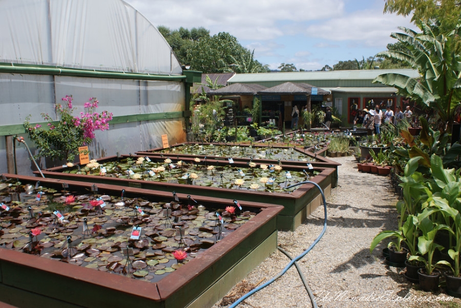 Australia, Victoria, Yarra Valley &amp; Dandenong Ranges, A walk in Blue Lotus Water Gardens, , 