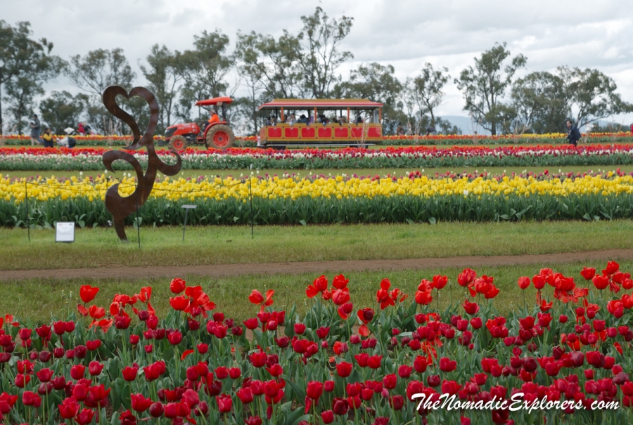 Australia, Victoria, Yarra Valley &amp; Dandenong Ranges, Tesselaar Tulip Festival, , 