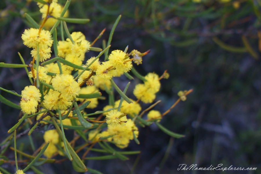 Australia, Western Australia, South West, Western Australia Trip. Day 4. Wildflowers in Fitzgerald River National Park, , 