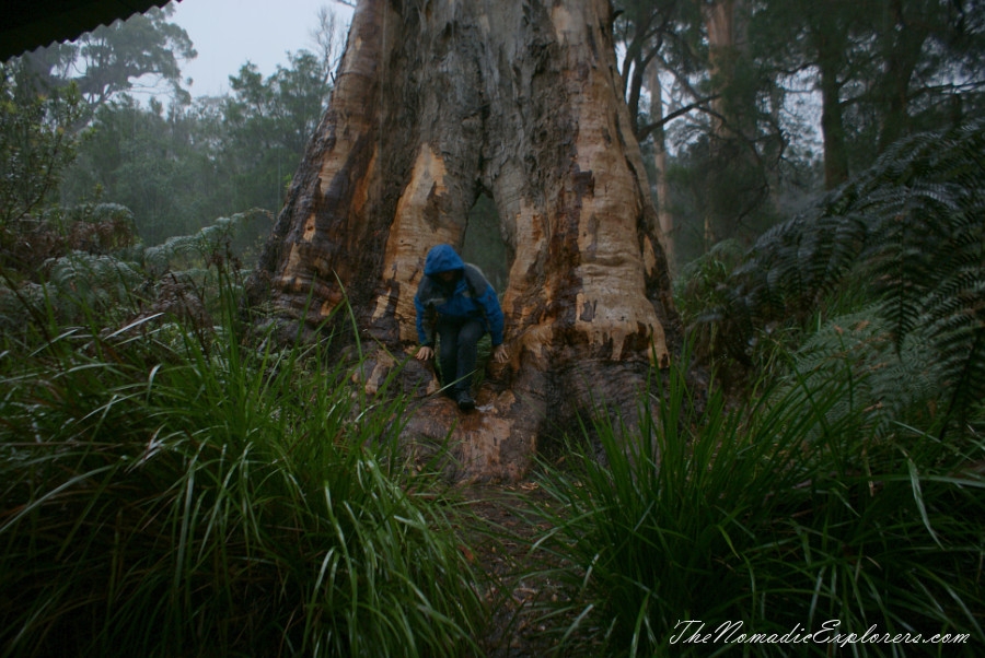 Australia, Western Australia, South West, Western Australia Trip. Day 7. Tall Timber Country / The Karri Forests Region, , 