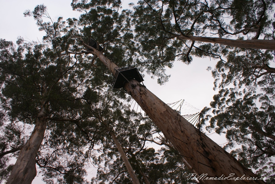 Australia, Western Australia, South West, Western Australia Trip. Day 7. Tall Timber Country / The Karri Forests Region, , 