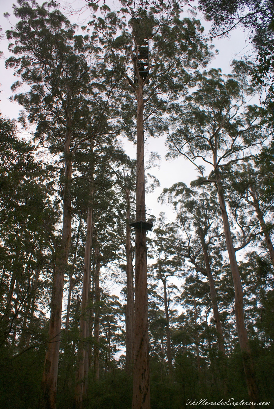 Australia, Western Australia, South West, Western Australia Trip. Day 7. Tall Timber Country / The Karri Forests Region, , 