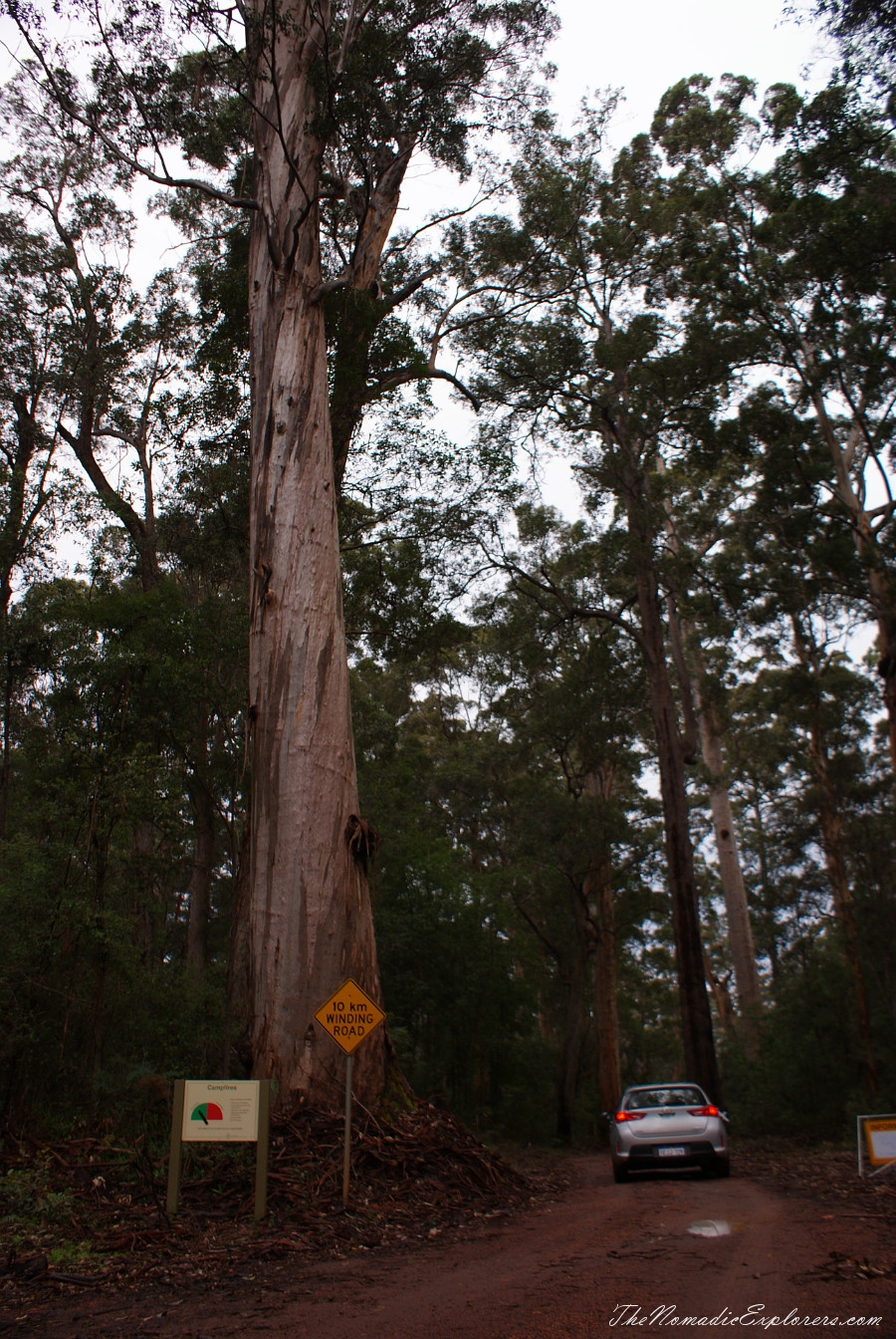 Australia, Western Australia, South West, Western Australia Trip. Day 7. Tall Timber Country / The Karri Forests Region, , 