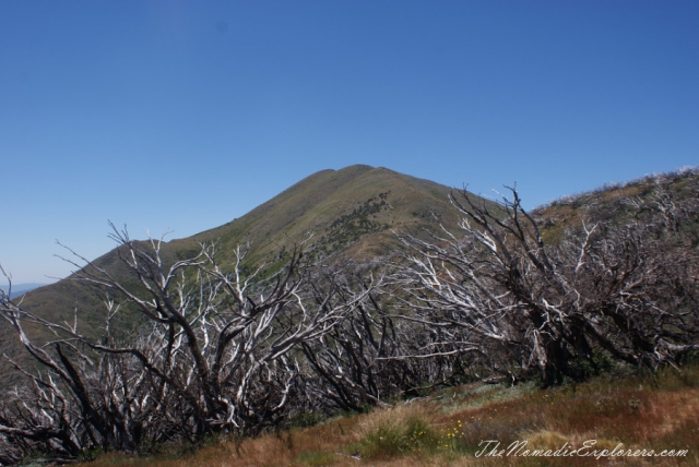 Australia, Victoria, Hight Country, Australia Day 2014: Melbourne - Great Alpine Road - Bogong High Plains Road - Melbourne trip, , 