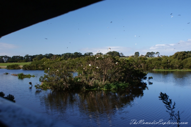Australia, Victoria, Mornington Peninsula, Birdwatching at Coolart Wetlands and Homestead Reserve, , 
