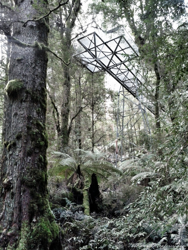 Australia, Victoria, Yarra Valley &amp; Dandenong Ranges, Mount Donna Buang – the Rainforest Skywalk, , 