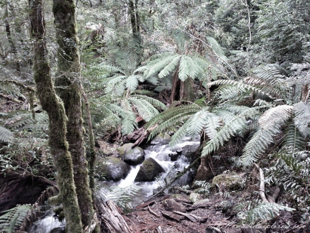 Australia, Victoria, Yarra Valley &amp; Dandenong Ranges, Mount Donna Buang – the Rainforest Skywalk, , 