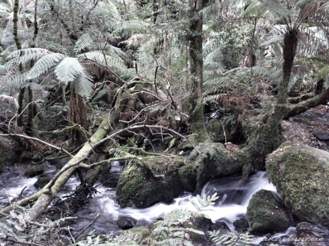 Australia, Victoria, Yarra Valley &amp; Dandenong Ranges, Mount Donna Buang – the Rainforest Skywalk, , 