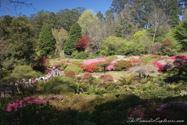 Australia, Victoria, Yarra Valley &amp; Dandenong Ranges, Looking for sakura in the National Rhododendron Gardens, Olinda, , 