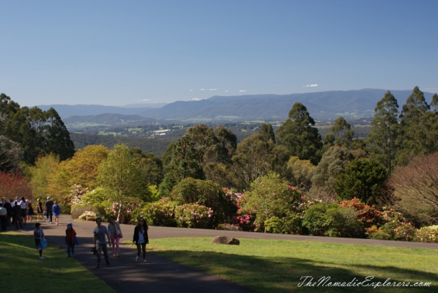 Australia, Victoria, Yarra Valley &amp; Dandenong Ranges, Looking for sakura in the National Rhododendron Gardens, Olinda, , 