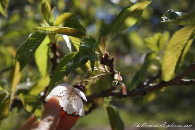 Australia, Victoria, Yarra Valley &amp; Dandenong Ranges, Looking for sakura in the National Rhododendron Gardens, Olinda, , 