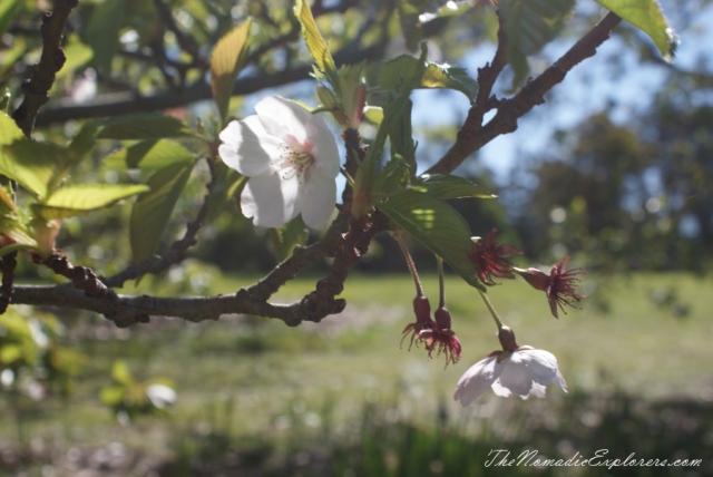 Australia, Victoria, Yarra Valley &amp; Dandenong Ranges, Looking for sakura in the National Rhododendron Gardens, Olinda, , 