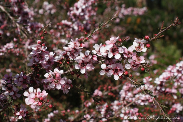 Australia, Victoria, Yarra Valley &amp; Dandenong Ranges, Looking for sakura in the National Rhododendron Gardens, Olinda, , 