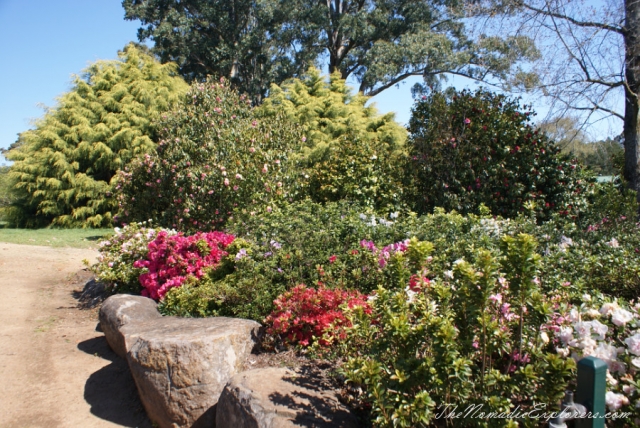 Australia, Victoria, Yarra Valley &amp; Dandenong Ranges, Looking for sakura in the National Rhododendron Gardens, Olinda, , 