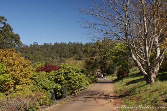 Australia, Victoria, Yarra Valley &amp; Dandenong Ranges, Looking for sakura in the National Rhododendron Gardens, Olinda, , 