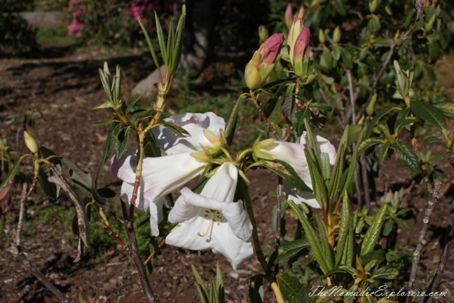 Australia, Victoria, Yarra Valley &amp; Dandenong Ranges, Looking for sakura in the National Rhododendron Gardens, Olinda, , 