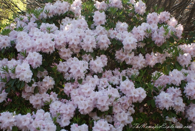 Australia, Victoria, Yarra Valley &amp; Dandenong Ranges, Looking for sakura in the National Rhododendron Gardens, Olinda, , 