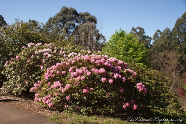 Australia, Victoria, Yarra Valley &amp; Dandenong Ranges, Looking for sakura in the National Rhododendron Gardens, Olinda, , 