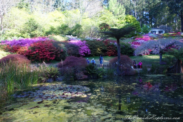 Australia, Victoria, Yarra Valley &amp; Dandenong Ranges, Looking for sakura in the National Rhododendron Gardens, Olinda, , 