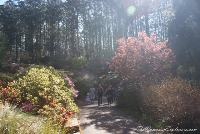 Australia, Victoria, Yarra Valley &amp; Dandenong Ranges, Looking for sakura in the National Rhododendron Gardens, Olinda, , 