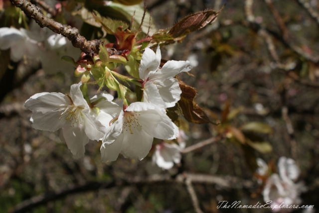 Australia, Victoria, Yarra Valley &amp; Dandenong Ranges, Looking for sakura in the National Rhododendron Gardens, Olinda, , 