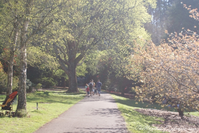 Australia, Victoria, Yarra Valley &amp; Dandenong Ranges, Looking for sakura in the National Rhododendron Gardens, Olinda, , 