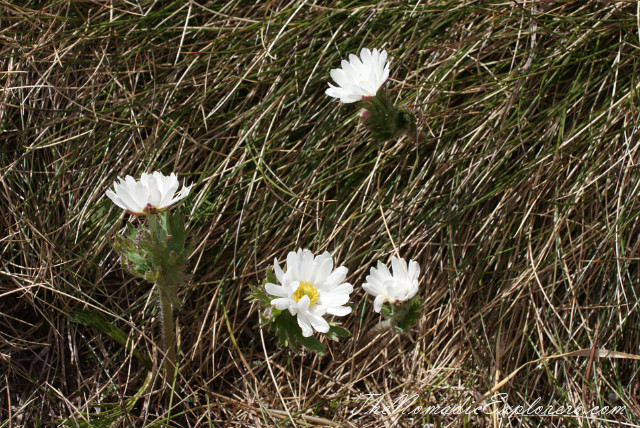 Australia, New South Wales, Snowy Mountains, Горы в Австралии - Гора Костюшко (Mt Kosciuszko - Main Range Walk – Charlotte Pass to Mount Kosciuszko), , 