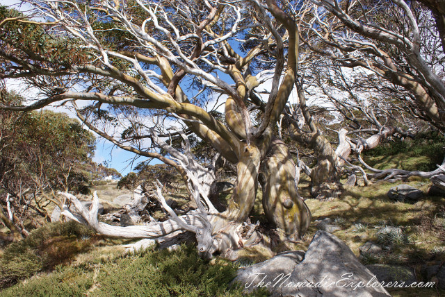 Australia, New South Wales, Snowy Mountains, Горы в Австралии - Гора Костюшко (Mt Kosciuszko - Main Range Walk – Charlotte Pass to Mount Kosciuszko), , 