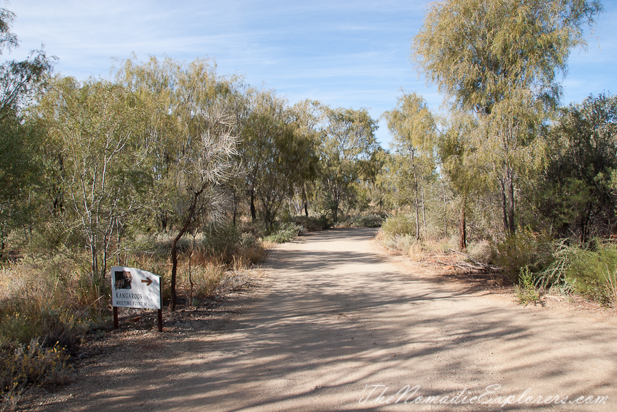 Australia, Northern Territory, Alice Springs and Surrounds, Из Дарвина в Аделаиду: День 4. Alice Springs Desert Park днем и ночью, , 