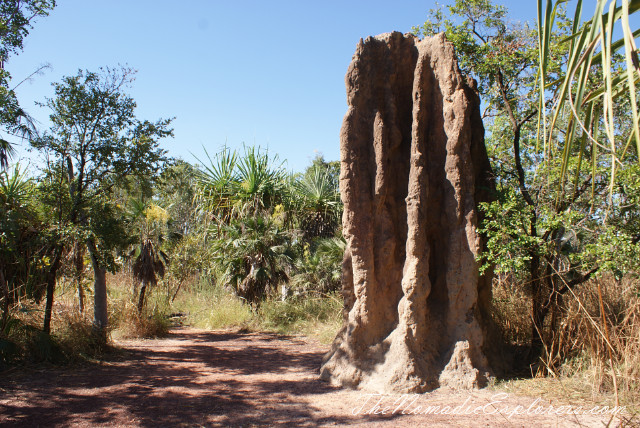 Australia, Northern Territory, Darwin and Surrounds, Litchfield National Park. The Termite Mounds., , 