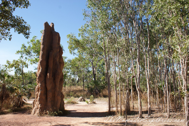 Australia, Northern Territory, Darwin and Surrounds, Litchfield National Park. The Termite Mounds., , 