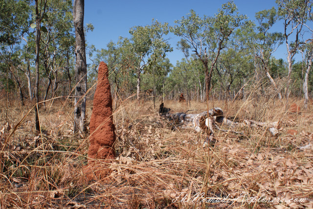 Australia, Northern Territory, Darwin and Surrounds, Litchfield National Park. The Termite Mounds., , 