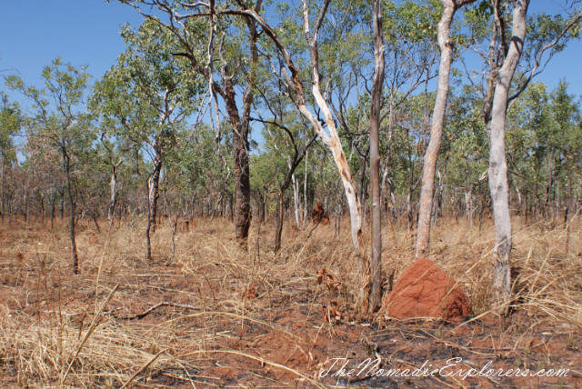 Australia, Northern Territory, Darwin and Surrounds, Litchfield National Park. The Termite Mounds., , 