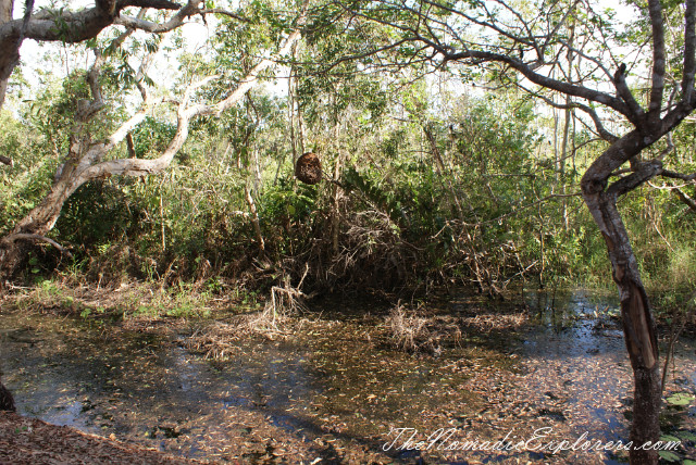 Australia, Northern Territory, Darwin and Surrounds, Litchfield National Park. The Termite Mounds., , 