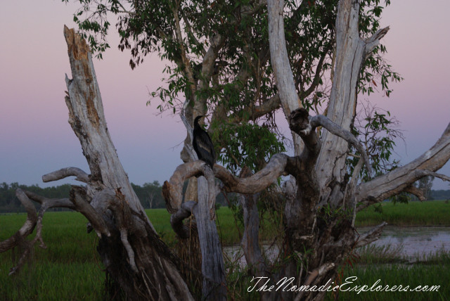 Australia, Northern Territory, Kakadu and Surrounds, Kakadu National Park. Yellow Water Billabong Cruise , , 