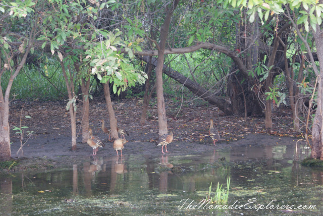 Australia, Northern Territory, Kakadu and Surrounds, Kakadu National Park. Yellow Water Billabong Cruise , , 