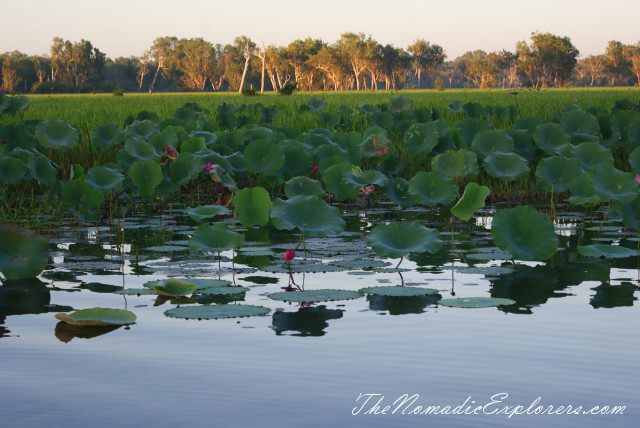 Australia, Northern Territory, Kakadu and Surrounds, Kakadu National Park. Yellow Water Billabong Cruise , , 