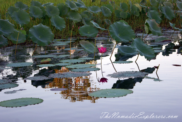 Australia, Northern Territory, Kakadu and Surrounds, Kakadu National Park. Yellow Water Billabong Cruise , , 