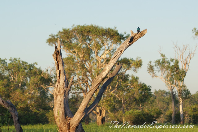 Australia, Northern Territory, Kakadu and Surrounds, Kakadu National Park. Yellow Water Billabong Cruise , , 