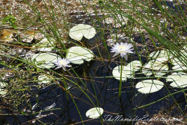 Australia, Northern Territory, Kakadu and Surrounds, Kakadu National Park. Mamukala Wetlands, , 