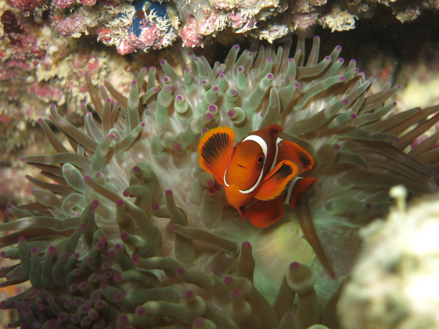 Australia, Queensland, The Great Barrier Reef, Поездка на Большой Барьерный риф с компанией Wavelength, , 