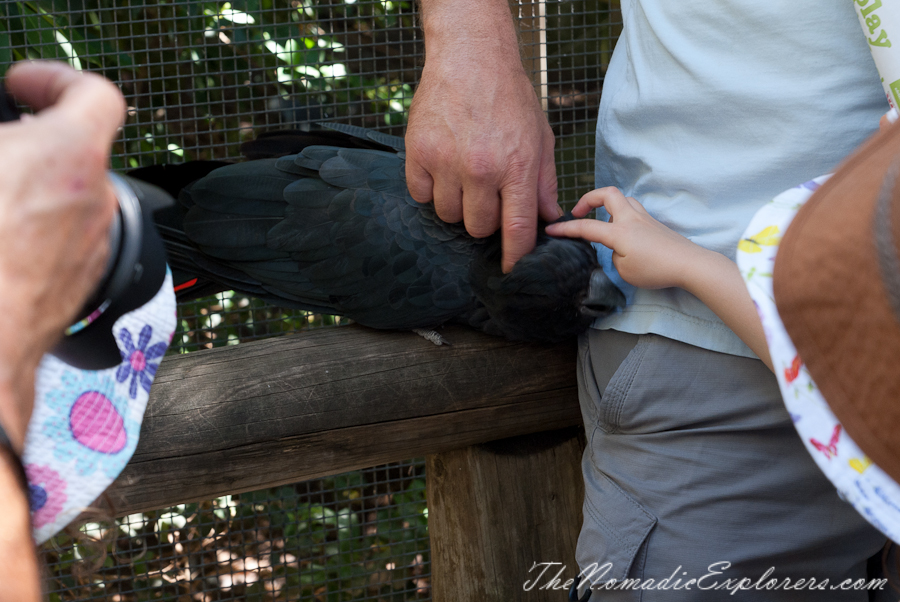 Australia, South Australia, Adelaide City, Adelaide Zoo, , 